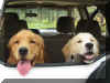 2 tired tracking dogs.jpg (1811633 bytes)