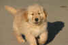 Eros 8 weeks 2.jpg (306646 bytes)