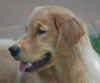 Lucille 7.5 months.JPG (445000 bytes)