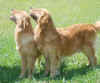 Lucille and big sis Lyric.JPG (266332 bytes)