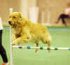 Lucy jump 6.jpg (555725 bytes)